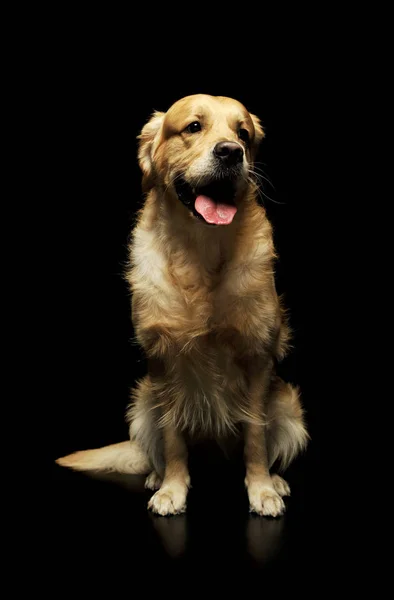 Studyjne ujęcie cudownego labradora retrievera — Zdjęcie stockowe