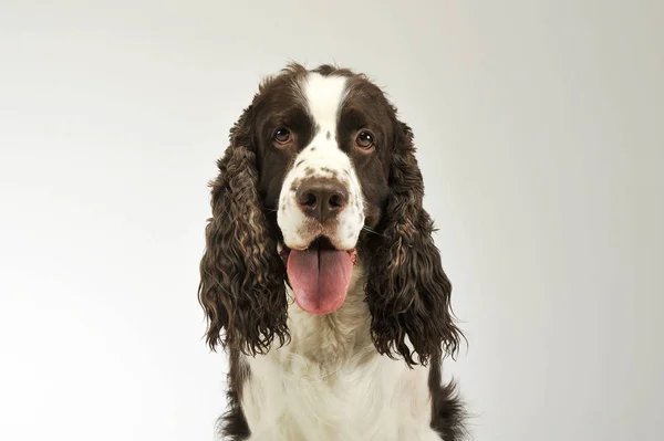 Portrait of an adorable English Cocker Spaniel — Stock Photo, Image