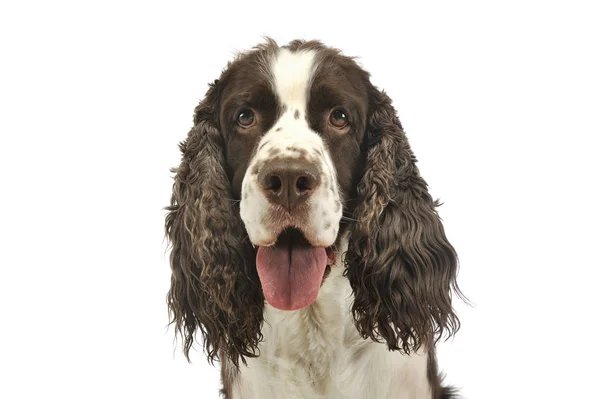 Portrait of an adorable English Cocker Spaniel — Stock Photo, Image