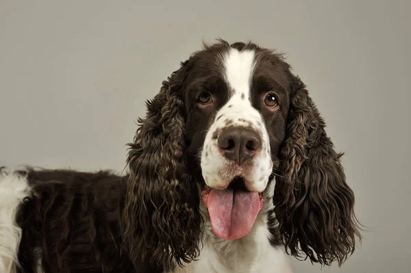 Portrait of an adorable English Cocker Spaniel — Stock Photo, Image