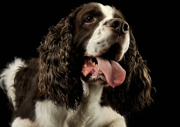 Portret uroczego angielskiego Cocker Spaniel — Zdjęcie stockowe