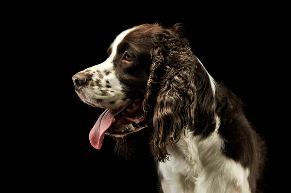 Portret uroczego angielskiego Cocker Spaniel — Zdjęcie stockowe