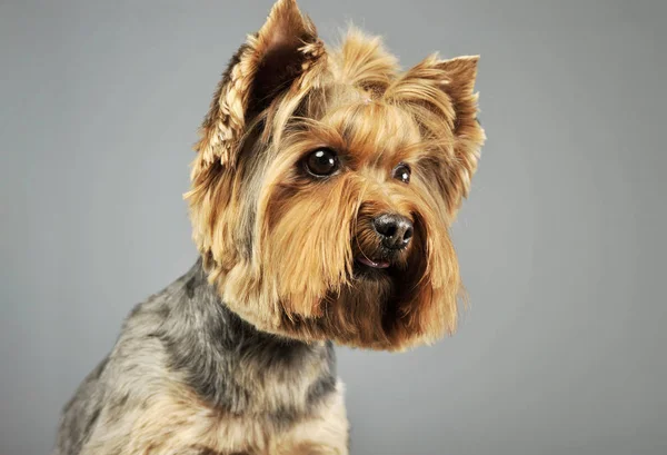 Ritratto di un adorabile Yorkshire Terrier — Foto Stock