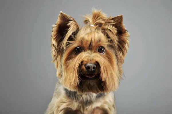 Retrato de um adorável Yorkshire Terrier — Fotografia de Stock