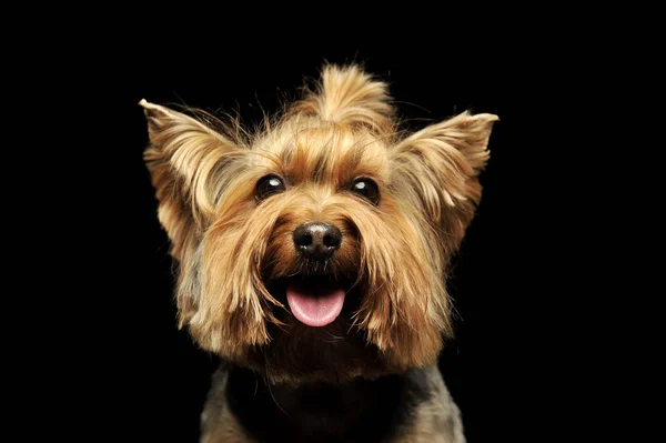 Πορτρέτο ενός αξιολάτρευτου Yorkshire Terrier — Φωτογραφία Αρχείου