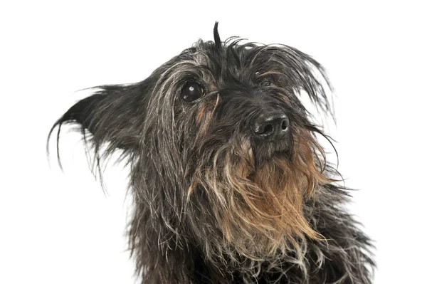 Портрет очаровательной собаки смешанной породы — стоковое фото
