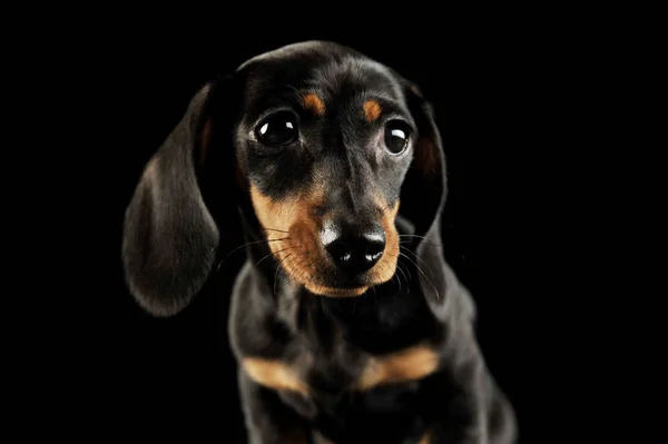 Retrato y adorable cachorro Dachshund —  Fotos de Stock