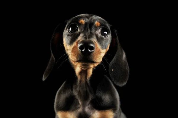 Potret dan menggemaskan anak anjing Dachshund — Stok Foto