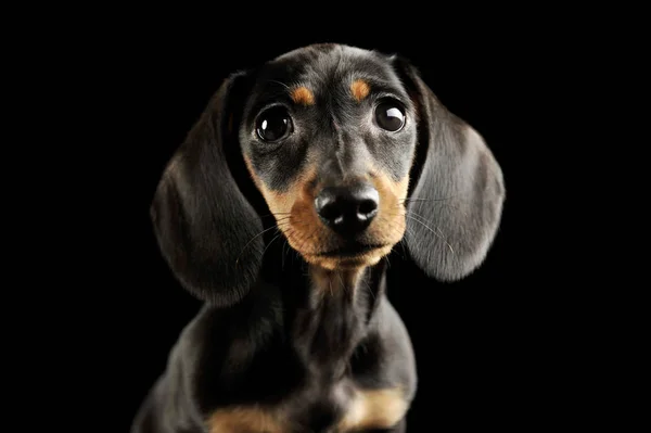 Portræt af og yndig Gravhund hvalp - Stock-foto