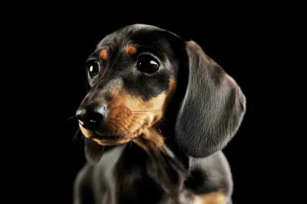 Portrét a rozkošné jezevčíčí štěně — Stock fotografie