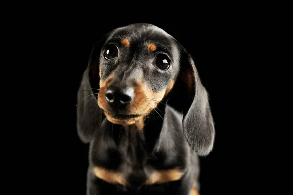 Potret dan menggemaskan anak anjing Dachshund — Stok Foto