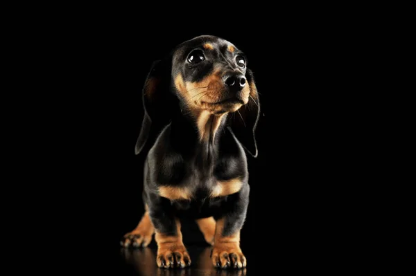 Estúdio tiro de um filhote de cachorro adorável Dachshund — Fotografia de Stock