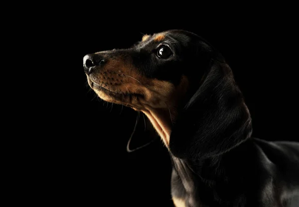 Retrato y adorable cachorro Dachshund —  Fotos de Stock