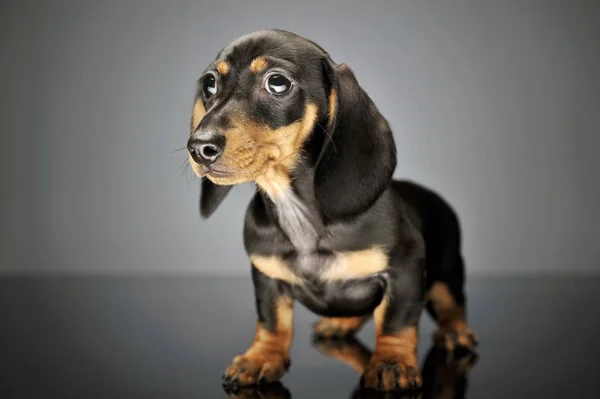 Estúdio tiro de um filhote de cachorro adorável Dachshund — Fotografia de Stock