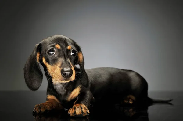 Estúdio tiro de um filhote de cachorro adorável Dachshund — Fotografia de Stock