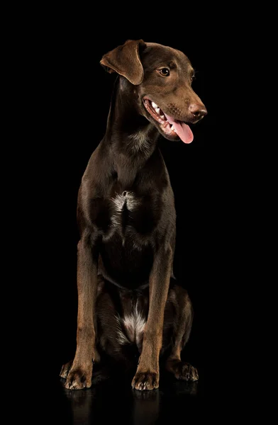 Studio shot de un adorable cachorro de raza mixta — Foto de Stock