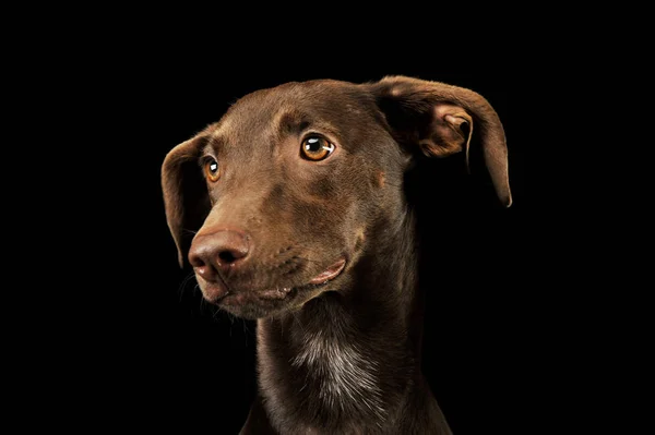 Süslü, melez bir köpek yavrusunun portresi 