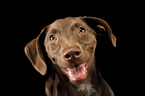 Süslü, melez bir köpek yavrusunun portresi — Stok fotoğraf