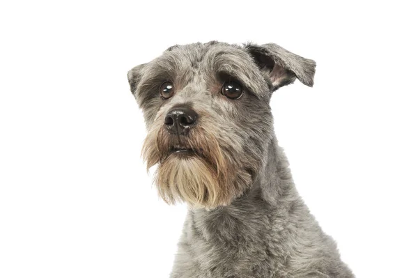 Retrato de um cão de raça mista adorável — Fotografia de Stock