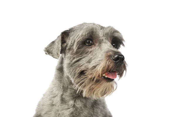 Retrato de un adorable perro mestizo —  Fotos de Stock