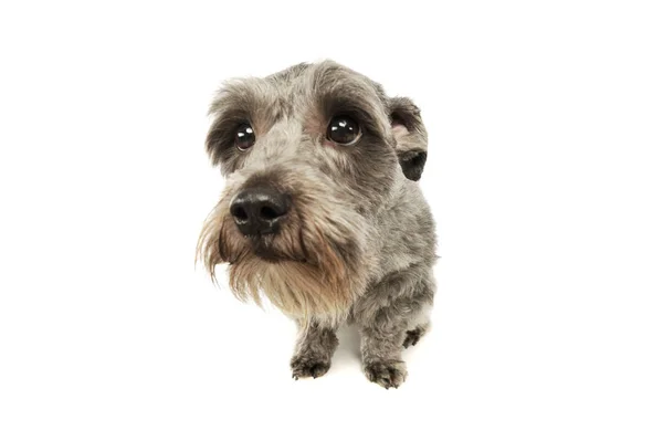 Студийный снимок очаровательной собаки смешанной породы — стоковое фото