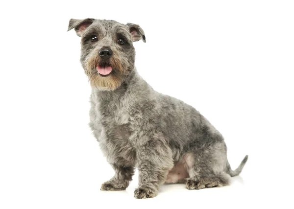 Studio shot of an adorable mixed breed dog — Stock Photo, Image