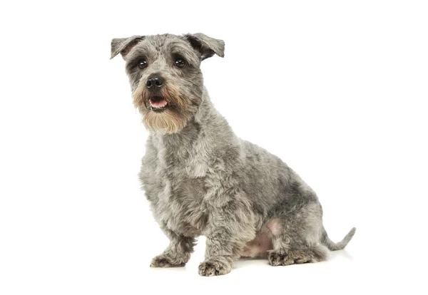 Студийный снимок очаровательной собаки смешанной породы — стоковое фото