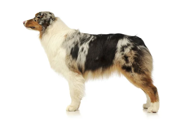 Studio shot of an adorable Australian shepherd — Stock Photo, Image