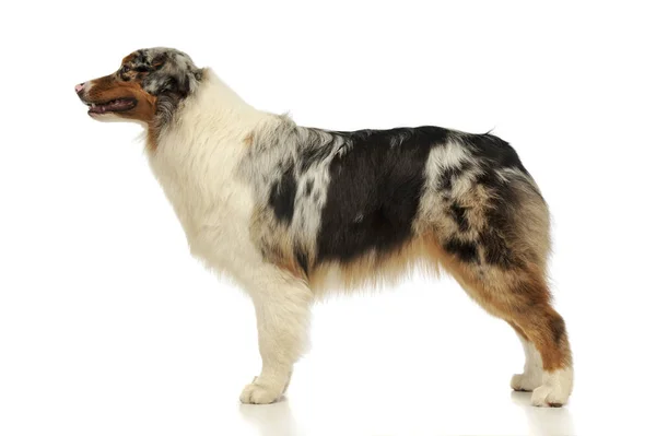 Studio shot of an adorable Australian shepherd — Stock Photo, Image