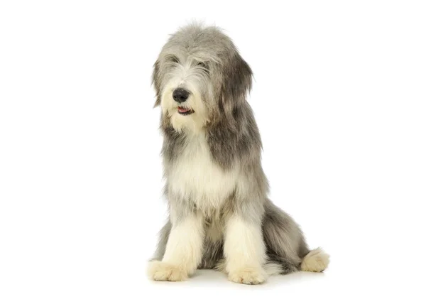 Studio shot of an adorable bearded collie — Stock Photo, Image