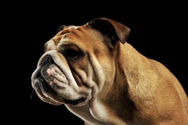 一个可爱的英国牛头犬的肖像 免版税图库图片