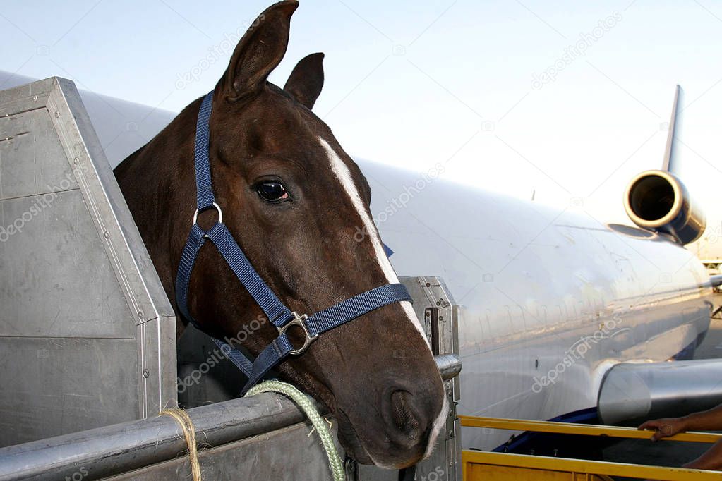 air transportation of horse
