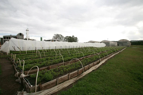 Stevia plantage in Brazilië — Stockfoto