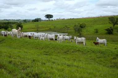 sığır mera üzerinde