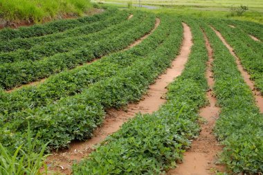 Brezilya fıstık çiftliğinde