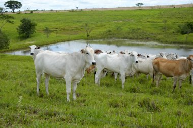sığır mera üzerinde