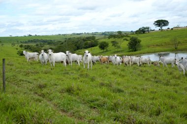 sığır mera üzerinde