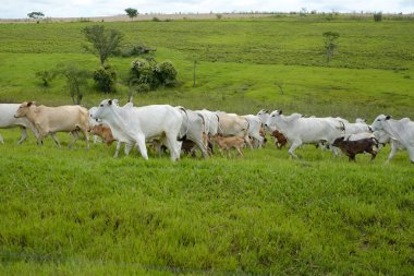 sığır mera üzerinde