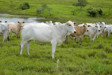 cattle on pasture clipart