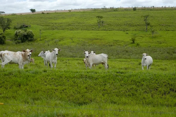 Koeien op de weide — Stockfoto