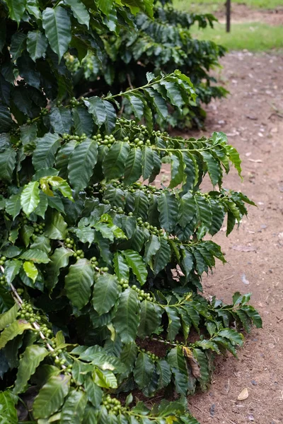 咖啡在巴西人工林的分支 — 图库照片