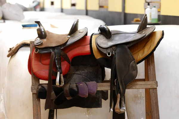 Cavallo da sella in recinzione — Foto Stock