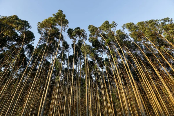 Eucalyptus plantage på Brasilien — Stockfoto