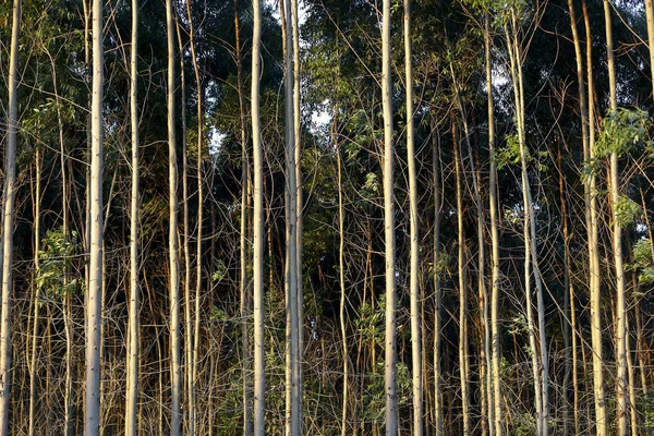 Vista Plantación Eucalipto Día Soleado Campo Brasileño —  Fotos de Stock