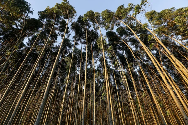 Visa Eucalyptus Plantage Solig Dag Brasilianska Landsbygden — Stockfoto