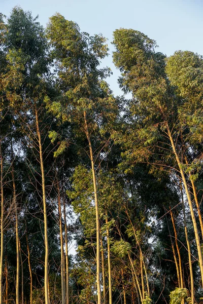 Visa Eucalyptus Plantage Solig Dag Brasilianska Landsbygden — Stockfoto
