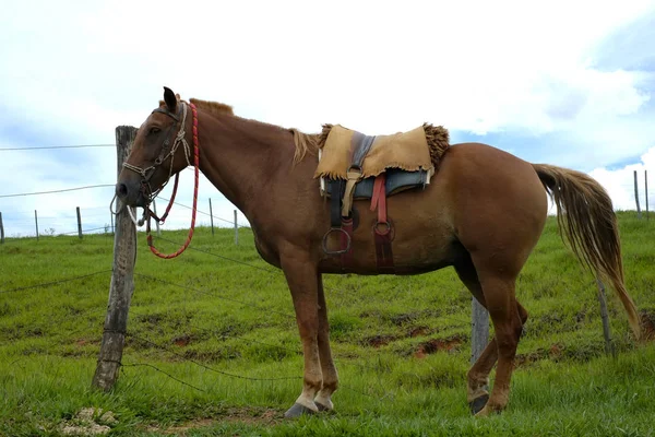 Paard met zadel — Stockfoto