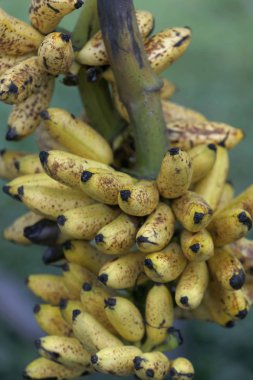 muz altın piyasası satışında için demet