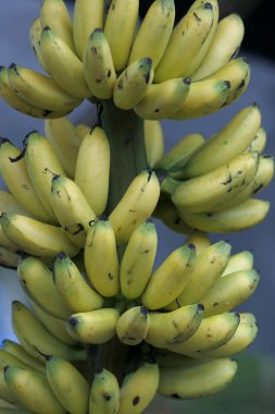 muz altın piyasası satışında için demet