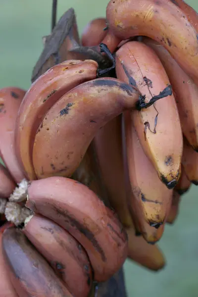 Csomó Banán Sao Thome Eladó — Stock Fotó